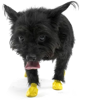 PawZ Disposable Dog Boots, XX-Small